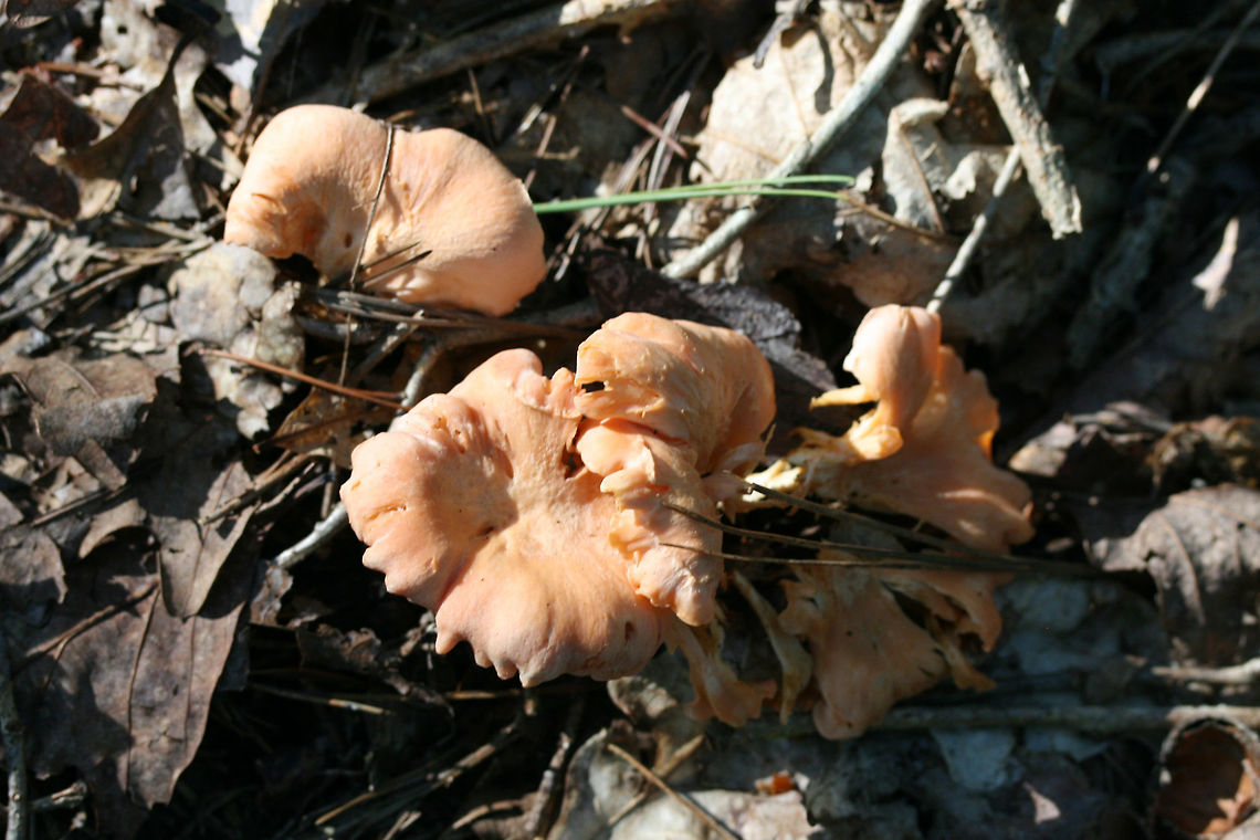 Peach Chanterelle (Cantharellus velutinus - Pink Variant) Growing below primarily oaks (some nearby pines) in a dense mixed hardwood/coniferous forest in NW Georgia (Gordon County), US. July 4, 2018.<br />
<br />
Sweet odor and yellow staining on the stem and lower edge of fertile surface.<br />
<figure class="photo"><a href="https://www.jungledragon.com/image/62467/peach_chanterelle_cantharellus_velutinus_-_pink_variant.html" title="Peach Chanterelle (Cantharellus velutinus - Pink Variant)"><img src="https://s3.amazonaws.com/media.jungledragon.com/images/3231/62467_thumb.jpg?AWSAccessKeyId=05GMT0V3GWVNE7GGM1R2&Expires=1769040010&Signature=2%2FKMowHG7XFicj%2B9moCh%2F%2F2q3zA%3D" width="200" height="134" alt="Peach Chanterelle (Cantharellus velutinus - Pink Variant) Growing below primarily oaks (some nearby pines) in a dense mixed hardwood/coniferous forest in NW Georgia (Gordon County), US. July 4, 2018.<br />
<br />
Sweet odor and yellow staining on the stem and lower edge of fertile surface.<br />
https://www.jungledragon.com/image/62468/peach_chanterelle_cantharellus_velutinus_-_pink_variant.html<br />
https://www.jungledragon.com/image/62469/peach_chanterelle_cantharellus_velutinus_-_pink_variant.html<br />
https://www.jungledragon.com/image/62472/peach_chanterelle_cantharellus_velutinus_-_pink_variant.html Cantharellus velutinus,Geotagged,Summer,United States" /></a></figure><br />
<figure class="photo"><a href="https://www.jungledragon.com/image/62468/peach_chanterelle_cantharellus_velutinus_-_pink_variant.html" title="Peach Chanterelle (Cantharellus velutinus - Pink Variant)"><img src="https://s3.amazonaws.com/media.jungledragon.com/images/3231/62468_thumb.jpg?AWSAccessKeyId=05GMT0V3GWVNE7GGM1R2&Expires=1769040010&Signature=skWmpdBxLtD%2FD6DjhcGvPdW7SWY%3D" width="102" height="152" alt="Peach Chanterelle (Cantharellus velutinus - Pink Variant) Growing below primarily oaks (some nearby pines) in a dense mixed hardwood/coniferous forest in NW Georgia (Gordon County), US. July 4, 2018.<br />
<br />
Sweet odor and yellow staining on the stem and lower edge of fertile surface.<br />
https://www.jungledragon.com/image/62467/peach_chanterelle_cantharellus_velutinus_-_pink_variant.html<br />
https://www.jungledragon.com/image/62469/peach_chanterelle_cantharellus_velutinus_-_pink_variant.html<br />
https://www.jungledragon.com/image/62472/peach_chanterelle_cantharellus_velutinus_-_pink_variant.html Cantharellus velutinus,Geotagged,Summer,United States" /></a></figure><br />
<figure class="photo"><a href="https://www.jungledragon.com/image/62472/peach_chanterelle_cantharellus_velutinus_-_pink_variant.html" title="Peach Chanterelle (Cantharellus velutinus - Pink Variant)"><img src="https://s3.amazonaws.com/media.jungledragon.com/images/3231/62472_thumb.jpg?AWSAccessKeyId=05GMT0V3GWVNE7GGM1R2&Expires=1769040010&Signature=vYRutiv%2FYzyr3Y9V75%2BFDPs4vL0%3D" width="102" height="152" alt="Peach Chanterelle (Cantharellus velutinus - Pink Variant) Growing below primarily oaks (some nearby pines) in a dense mixed hardwood/coniferous forest in NW Georgia (Gordon County), US. July 4, 2018.<br />
<br />
Sweet odor and yellow staining on the stem and lower edge of fertile surface.<br />
https://www.jungledragon.com/image/62467/peach_chanterelle_cantharellus_velutinus_-_pink_variant.html<br />
https://www.jungledragon.com/image/62468/peach_chanterelle_cantharellus_velutinus_-_pink_variant.html<br />
https://www.jungledragon.com/image/62469/peach_chanterelle_cantharellus_velutinus_-_pink_variant.html Cantharellus velutinus,Geotagged,Summer,United States" /></a></figure> Cantharellus velutinus,Geotagged,Summer,United States