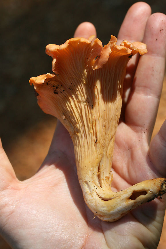 Peach Chanterelle (Cantharellus velutinus - Pink Variant) Growing below primarily oaks (some nearby pines) in a dense mixed hardwood/coniferous forest in NW Georgia (Gordon County), US. July 4, 2018.<br />
<br />
Sweet odor and yellow staining on the stem and lower edge of fertile surface.<br />
<figure class="photo"><a href="https://www.jungledragon.com/image/62467/peach_chanterelle_cantharellus_velutinus_-_pink_variant.html" title="Peach Chanterelle (Cantharellus velutinus - Pink Variant)"><img src="https://s3.amazonaws.com/media.jungledragon.com/images/3231/62467_thumb.jpg?AWSAccessKeyId=05GMT0V3GWVNE7GGM1R2&Expires=1759968010&Signature=YylRYoiwYRHOQvSBlOhko1RKaSg%3D" width="200" height="134" alt="Peach Chanterelle (Cantharellus velutinus - Pink Variant) Growing below primarily oaks (some nearby pines) in a dense mixed hardwood/coniferous forest in NW Georgia (Gordon County), US. July 4, 2018.<br />
<br />
Sweet odor and yellow staining on the stem and lower edge of fertile surface.<br />
https://www.jungledragon.com/image/62468/peach_chanterelle_cantharellus_velutinus_-_pink_variant.html<br />
https://www.jungledragon.com/image/62469/peach_chanterelle_cantharellus_velutinus_-_pink_variant.html<br />
https://www.jungledragon.com/image/62472/peach_chanterelle_cantharellus_velutinus_-_pink_variant.html Cantharellus velutinus,Geotagged,Summer,United States" /></a></figure><br />
<figure class="photo"><a href="https://www.jungledragon.com/image/62468/peach_chanterelle_cantharellus_velutinus_-_pink_variant.html" title="Peach Chanterelle (Cantharellus velutinus - Pink Variant)"><img src="https://s3.amazonaws.com/media.jungledragon.com/images/3231/62468_thumb.jpg?AWSAccessKeyId=05GMT0V3GWVNE7GGM1R2&Expires=1759968010&Signature=Zn7oY14KdPT0LCWPcZIv6eB5mj4%3D" width="102" height="152" alt="Peach Chanterelle (Cantharellus velutinus - Pink Variant) Growing below primarily oaks (some nearby pines) in a dense mixed hardwood/coniferous forest in NW Georgia (Gordon County), US. July 4, 2018.<br />
<br />
Sweet odor and yellow staining on the stem and lower edge of fertile surface.<br />
https://www.jungledragon.com/image/62467/peach_chanterelle_cantharellus_velutinus_-_pink_variant.html<br />
https://www.jungledragon.com/image/62469/peach_chanterelle_cantharellus_velutinus_-_pink_variant.html<br />
https://www.jungledragon.com/image/62472/peach_chanterelle_cantharellus_velutinus_-_pink_variant.html Cantharellus velutinus,Geotagged,Summer,United States" /></a></figure><br />
<figure class="photo"><a href="https://www.jungledragon.com/image/62469/peach_chanterelle_cantharellus_velutinus_-_pink_variant.html" title="Peach Chanterelle (Cantharellus velutinus - Pink Variant)"><img src="https://s3.amazonaws.com/media.jungledragon.com/images/3231/62469_thumb.jpg?AWSAccessKeyId=05GMT0V3GWVNE7GGM1R2&Expires=1759968010&Signature=aa40l38oztSuTzMp8KXBExxaEZM%3D" width="200" height="134" alt="Peach Chanterelle (Cantharellus velutinus - Pink Variant) Growing below primarily oaks (some nearby pines) in a dense mixed hardwood/coniferous forest in NW Georgia (Gordon County), US. July 4, 2018.<br />
<br />
Sweet odor and yellow staining on the stem and lower edge of fertile surface.<br />
https://www.jungledragon.com/image/62467/peach_chanterelle_cantharellus_velutinus_-_pink_variant.html<br />
https://www.jungledragon.com/image/62468/peach_chanterelle_cantharellus_velutinus_-_pink_variant.html<br />
https://www.jungledragon.com/image/62472/peach_chanterelle_cantharellus_velutinus_-_pink_variant.html Cantharellus velutinus,Geotagged,Summer,United States" /></a></figure> Cantharellus velutinus,Geotagged,Summer,United States