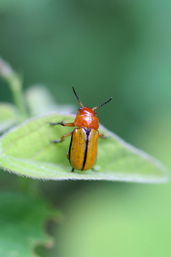 Clay-colored Leaf Beetle (Anomoea laticlavia) Crawling on a leaf along a dirt road bordering a dense mixed hardwood/coniferous forest in NW Georgia (Gordon County), US. Anomoea laticlavia,Geotagged,Summer,United States
