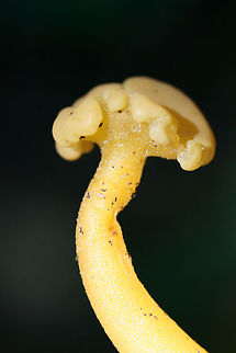 Jelly Baby (Leotia lubrica) Fungus growing in leaf litter in a dense mixed hardwood/coniferous forest in NW Georgia.
https://www.jungledragon.com/image/62477/jelly_babies_leotia_lubrica.html Geotagged,Jelly baby,Leotia lubrica,Summer,United States