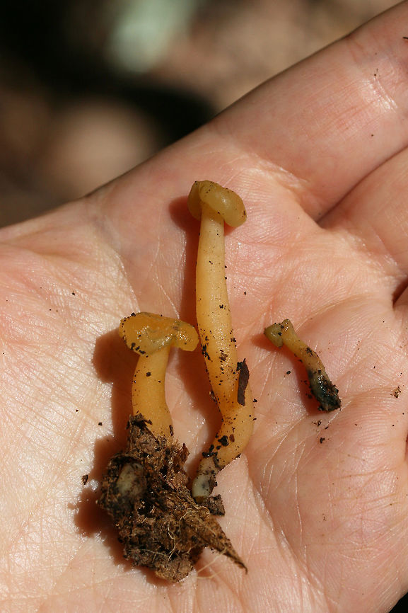 Jelly Babies (Leotia lubrica) <figure class="photo"><a href="https://www.jungledragon.com/image/62476/jelly_baby_leotia_lubrica.html" title="Jelly Baby (Leotia lubrica)"><img src="https://s3.amazonaws.com/media.jungledragon.com/images/3231/62476_thumb.jpg?AWSAccessKeyId=05GMT0V3GWVNE7GGM1R2&Expires=1770854410&Signature=q3ae4WQnRxfnsJuvq2ePcHYWmlo%3D" width="102" height="152" alt="Jelly Baby (Leotia lubrica) Fungus growing in leaf litter in a dense mixed hardwood/coniferous forest in NW Georgia.<br />
https://www.jungledragon.com/image/62477/jelly_babies_leotia_lubrica.html Geotagged,Jelly baby,Leotia lubrica,Summer,United States" /></a></figure> Geotagged,Jelly baby,Leotia lubrica,Summer,United States