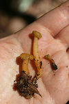 Jelly Babies (Leotia lubrica) https://www.jungledragon.com/image/62476/jelly_baby_leotia_lubrica.html Geotagged,Jelly baby,Leotia lubrica,Summer,United States