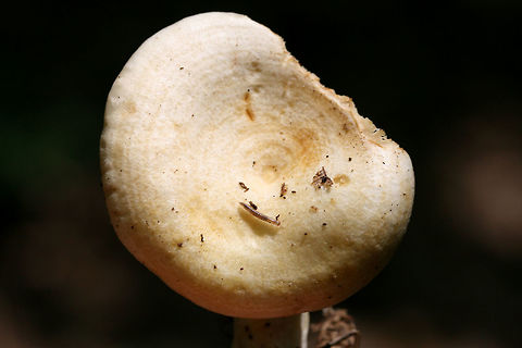 Lactarius maculatipes Growing on the side of a ridge under oaks and hickories in a dense mixed hardwood/coniferous forest in NW Georgia (Gordon County).

Latex turns yellow after exposed to air for a few seconds. Some yellow “potholes” present on stem.

Slightly acrid flavor.
https://www.jungledragon.com/image/62498/lactarius_maculatipes.html Geotagged,Lactarius maculatipes,Spring,United States