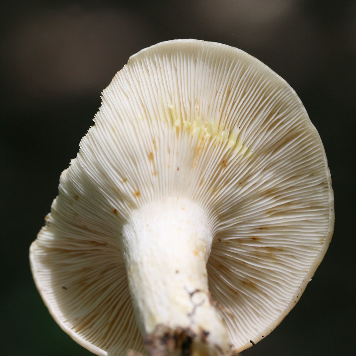 Lactarius maculatipes Growing on the side of a ridge under oaks and hickories in a dense mixed hardwood/coniferous forest in NW Georgia (Gordon County).<br />
<br />
Latex turns yellow after exposed to air for a few seconds. Some yellow “potholes” present on stem.<br />
<br />
Slightly acrid flavor.<br />
<figure class="photo"><a href="https://www.jungledragon.com/image/62497/lactarius_maculatipes.html" title="Lactarius maculatipes"><img src="https://s3.amazonaws.com/media.jungledragon.com/images/3231/62497_thumb.jpg?AWSAccessKeyId=05GMT0V3GWVNE7GGM1R2&Expires=1759968010&Signature=cVbD0lLgUhcjx7DOJNB8KQNGLZQ%3D" width="200" height="134" alt="Lactarius maculatipes Growing on the side of a ridge under oaks and hickories in a dense mixed hardwood/coniferous forest in NW Georgia (Gordon County).<br />
<br />
Latex turns yellow after exposed to air for a few seconds. Some yellow “potholes” present on stem.<br />
<br />
Slightly acrid flavor.<br />
https://www.jungledragon.com/image/62498/lactarius_maculatipes.html Geotagged,Lactarius maculatipes,Spring,United States" /></a></figure> Geotagged,Lactarius maculatipes,Spring,United States