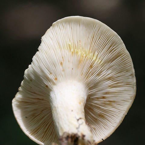 Lactarius maculatipes