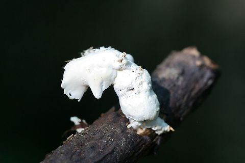 Loweomyces fractipes