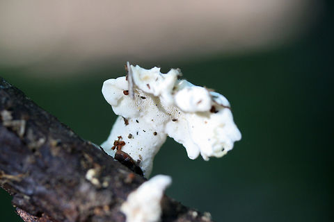Loweomyces fractipes Fungus growing on fallen Black Cherry twigs in a dense mixed hardwood/coniferous forest in NW Georgia (Gordon County), US.
https://www.jungledragon.com/image/62502/loweomyces_fractipes.html
https://www.jungledragon.com/image/62504/loweomyces_fractipes.html Geotagged,Loweomyces fractipes,Summer,United States