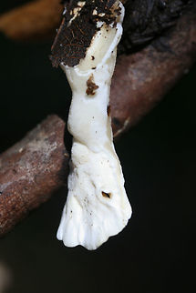 Loweomyces fractipes Fungus growing on fallen Black Cherry twigs in a dense mixed hardwood/coniferous forest in NW Georgia (Gordon County), US.
https://www.jungledragon.com/image/62502/loweomyces_fractipes.html
https://www.jungledragon.com/image/62503/loweomyces_fractipes.html Geotagged,Loweomyces fractipes,Summer,United States
