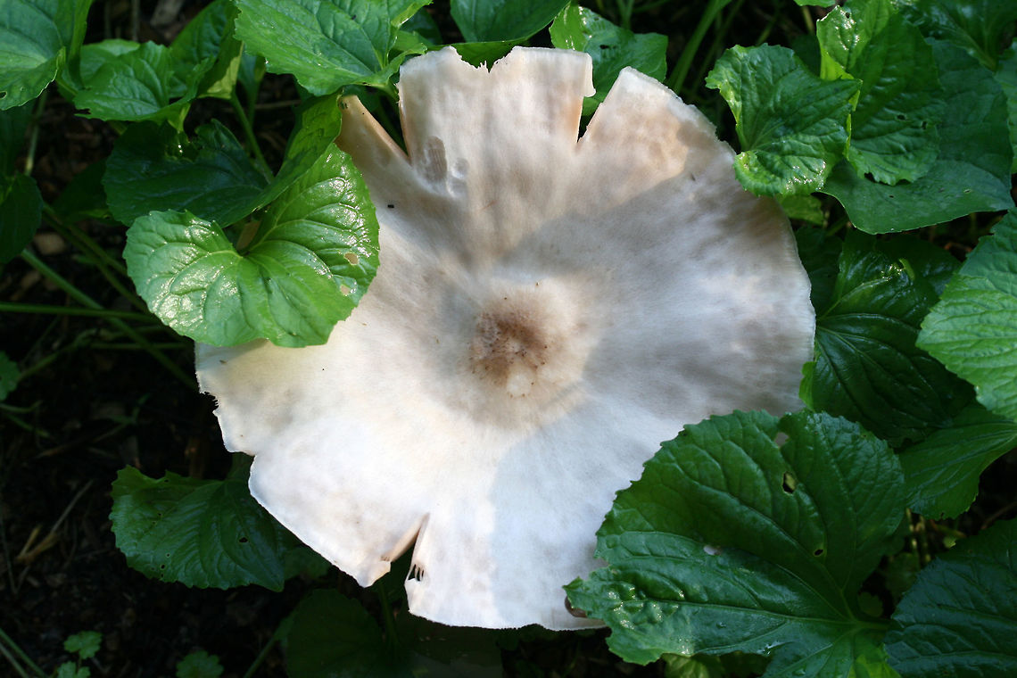 Pluteus petasatus Growing on mixed woodchips in a backyard habitat in NW Georgia (Gordon County), US.<br />
<br />
Spore print brownish pink.<br />
<br />
Similar in appearance to Pluteus cervinus, this species usually grows on woodchips rather than directly on wood.<br />
<figure class="photo"><a href="https://www.jungledragon.com/image/62506/pluteus_petasatus.html" title="Pluteus petasatus"><img src="https://s3.amazonaws.com/media.jungledragon.com/images/3231/62506_thumb.jpg?AWSAccessKeyId=05GMT0V3GWVNE7GGM1R2&Expires=1759968010&Signature=%2BcCDcVYfJdbmQ%2B8iIA%2BGYWN0HCc%3D" width="200" height="134" alt="Pluteus petasatus Growing on mixed woodchips in a backyard habitat in NW Georgia (Gordon County), US.<br />
<br />
Spore print brownish pink.<br />
<br />
Similar in appearance to Pluteus cervinus, this species usually grows on woodchips rather than directly on wood.<br />
https://www.jungledragon.com/image/62505/pluteus_petasatus.html Geotagged,Pluteus petasatus,Spring,United States" /></a></figure> Geotagged,Pluteus petasatus,Summer,United States