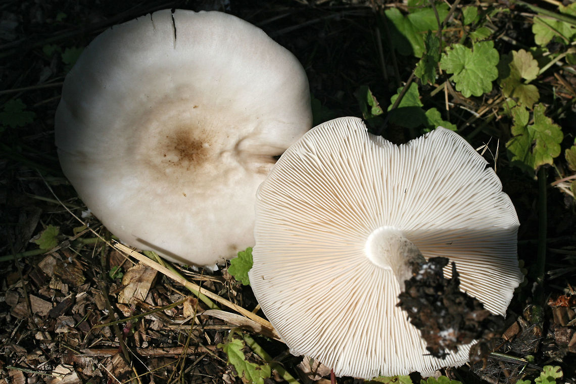 Pluteus petasatus Growing on mixed woodchips in a backyard habitat in NW Georgia (Gordon County), US.<br />
<br />
Spore print brownish pink.<br />
<br />
Similar in appearance to Pluteus cervinus, this species usually grows on woodchips rather than directly on wood.<br />
<figure class="photo"><a href="https://www.jungledragon.com/image/62505/pluteus_petasatus.html" title="Pluteus petasatus"><img src="https://s3.amazonaws.com/media.jungledragon.com/images/3231/62505_thumb.jpg?AWSAccessKeyId=05GMT0V3GWVNE7GGM1R2&Expires=1759968010&Signature=5jDu5tHTvYnL26bXnhoxfKBFjuw%3D" width="200" height="134" alt="Pluteus petasatus Growing on mixed woodchips in a backyard habitat in NW Georgia (Gordon County), US.<br />
<br />
Spore print brownish pink.<br />
<br />
Similar in appearance to Pluteus cervinus, this species usually grows on woodchips rather than directly on wood.<br />
https://www.jungledragon.com/image/62506/pluteus_petasatus.html Geotagged,Pluteus petasatus,Summer,United States" /></a></figure> Geotagged,Pluteus petasatus,Spring,United States