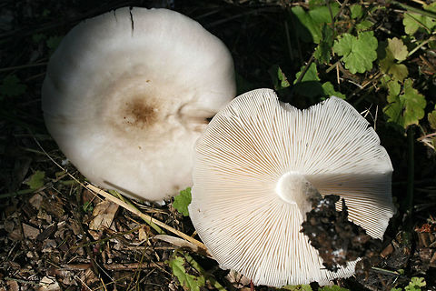 Pluteus petasatus Growing on mixed woodchips in a backyard habitat in NW Georgia (Gordon County), US.

Spore print brownish pink.

Similar in appearance to Pluteus cervinus, this species usually grows on woodchips rather than directly on wood.
https://www.jungledragon.com/image/62505/pluteus_petasatus.html Geotagged,Pluteus petasatus,Spring,United States