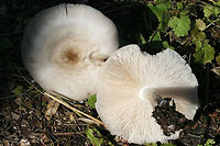Pluteus petasatus Growing on mixed woodchips in a backyard habitat in NW Georgia (Gordon County), US.<br />
<br />
Spore print brownish pink.<br />
<br />
Similar in appearance to Pluteus cervinus, this species usually grows on woodchips rather than directly on wood.<br />
https://www.jungledragon.com/image/62505/pluteus_petasatus.html Geotagged,Pluteus petasatus,Spring,United States