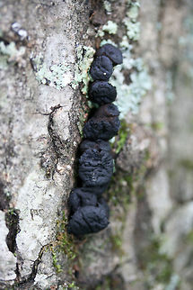 Black Bulgar (Bulgaria inquinans) Growing on a fallen (dead) oak tree on the side of a ridge in a dense mixed hardwood/coniferous forest in NW Georgia (Gordon County), US.

They kind of reminded me of slightly squishy chocolate chips! :D 
https://www.jungledragon.com/image/62568/black_bulgar_bulgaria_inquinans.html
https://www.jungledragon.com/image/62569/black_bulgar_bulgaria_inquinans.html Black bulgar,Bulgaria inquinans,Geotagged,Summer,United States