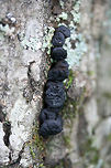 Black Bulgar (Bulgaria inquinans) Growing on a fallen (dead) oak tree on the side of a ridge in a dense mixed hardwood/coniferous forest in NW Georgia (Gordon County), US.<br />
<br />
They kind of reminded me of slightly squishy chocolate chips! :D <br />
https://www.jungledragon.com/image/62568/black_bulgar_bulgaria_inquinans.html<br />
https://www.jungledragon.com/image/62569/black_bulgar_bulgaria_inquinans.html Black bulgar,Bulgaria inquinans,Geotagged,Summer,United States
