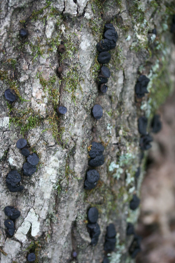 Black Bulgar (Bulgaria inquinans) Growing on a fallen (dead) oak tree on the side of a ridge in a dense mixed hardwood/coniferous forest in NW Georgia (Gordon County), US.<br />
<br />
They kind of reminded me of slightly squishy chocolate chips! :D <br />
<figure class="photo"><a href="https://www.jungledragon.com/image/62567/black_bulgar_bulgaria_inquinans.html" title="Black Bulgar (Bulgaria inquinans)"><img src="https://s3.amazonaws.com/media.jungledragon.com/images/3231/62567_thumb.jpg?AWSAccessKeyId=05GMT0V3GWVNE7GGM1R2&Expires=1770854410&Signature=va86CezQy2biWZD3UCDVuTlAdhs%3D" width="102" height="152" alt="Black Bulgar (Bulgaria inquinans) Growing on a fallen (dead) oak tree on the side of a ridge in a dense mixed hardwood/coniferous forest in NW Georgia (Gordon County), US.<br />
<br />
They kind of reminded me of slightly squishy chocolate chips! :D <br />
https://www.jungledragon.com/image/62568/black_bulgar_bulgaria_inquinans.html<br />
https://www.jungledragon.com/image/62569/black_bulgar_bulgaria_inquinans.html Black bulgar,Bulgaria inquinans,Geotagged,Summer,United States" /></a></figure><br />
<figure class="photo"><a href="https://www.jungledragon.com/image/62569/black_bulgar_bulgaria_inquinans.html" title="Black Bulgar (Bulgaria inquinans)"><img src="https://s3.amazonaws.com/media.jungledragon.com/images/3231/62569_thumb.jpg?AWSAccessKeyId=05GMT0V3GWVNE7GGM1R2&Expires=1770854410&Signature=N95MqiesWj7wtpp7zHNQZ9kZLMo%3D" width="102" height="152" alt="Black Bulgar (Bulgaria inquinans) Growing on a fallen (dead) oak tree on the side of a ridge in a dense mixed hardwood/coniferous forest in NW Georgia (Gordon County), US.<br />
<br />
They kind of reminded me of slightly squishy chocolate chips! :D <br />
https://www.jungledragon.com/image/62567/black_bulgar_bulgaria_inquinans.html<br />
https://www.jungledragon.com/image/62568/black_bulgar_bulgaria_inquinans.html Black bulgar,Bulgaria inquinans,Geotagged,Summer,United States" /></a></figure> Black bulgar,Bulgaria inquinans,Geotagged,Summer,United States