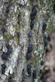 Black Bulgar (Bulgaria inquinans) Growing on a fallen (dead) oak tree on the side of a ridge in a dense mixed hardwood/coniferous forest in NW Georgia (Gordon County), US.

They kind of reminded me of slightly squishy chocolate chips! :D 
https://www.jungledragon.com/image/62567/black_bulgar_bulgaria_inquinans.html
https://www.jungledragon.com/image/62569/black_bulgar_bulgaria_inquinans.html Black bulgar,Bulgaria inquinans,Geotagged,Summer,United States