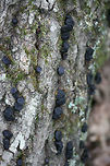 Black Bulgar (Bulgaria inquinans) Growing on a fallen (dead) oak tree on the side of a ridge in a dense mixed hardwood/coniferous forest in NW Georgia (Gordon County), US.<br />
<br />
They kind of reminded me of slightly squishy chocolate chips! :D <br />
https://www.jungledragon.com/image/62567/black_bulgar_bulgaria_inquinans.html<br />
https://www.jungledragon.com/image/62569/black_bulgar_bulgaria_inquinans.html Black bulgar,Bulgaria inquinans,Geotagged,Summer,United States