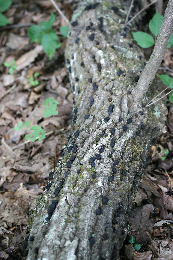 Black Bulgar (Bulgaria inquinans) Growing on a fallen (dead) oak tree on the side of a ridge in a dense mixed hardwood/coniferous forest in NW Georgia (Gordon County), US.<br />
<br />
They kind of reminded me of slightly squishy chocolate chips! :D <br />
<figure class="photo"><a href="https://www.jungledragon.com/image/62567/black_bulgar_bulgaria_inquinans.html" title="Black Bulgar (Bulgaria inquinans)"><img src="https://s3.amazonaws.com/media.jungledragon.com/images/3231/62567_thumb.jpg?AWSAccessKeyId=05GMT0V3GWVNE7GGM1R2&Expires=1759968010&Signature=KQbDUh%2BGLgjNmBPee%2BMJSkmm%2FRY%3D" width="102" height="152" alt="Black Bulgar (Bulgaria inquinans) Growing on a fallen (dead) oak tree on the side of a ridge in a dense mixed hardwood/coniferous forest in NW Georgia (Gordon County), US.<br />
<br />
They kind of reminded me of slightly squishy chocolate chips! :D <br />
https://www.jungledragon.com/image/62568/black_bulgar_bulgaria_inquinans.html<br />
https://www.jungledragon.com/image/62569/black_bulgar_bulgaria_inquinans.html Black bulgar,Bulgaria inquinans,Geotagged,Summer,United States" /></a></figure><br />
<figure class="photo"><a href="https://www.jungledragon.com/image/62568/black_bulgar_bulgaria_inquinans.html" title="Black Bulgar (Bulgaria inquinans)"><img src="https://s3.amazonaws.com/media.jungledragon.com/images/3231/62568_thumb.jpg?AWSAccessKeyId=05GMT0V3GWVNE7GGM1R2&Expires=1759968010&Signature=nNTWMvAO1b3HkeXwrcqmqCVXLRc%3D" width="102" height="152" alt="Black Bulgar (Bulgaria inquinans) Growing on a fallen (dead) oak tree on the side of a ridge in a dense mixed hardwood/coniferous forest in NW Georgia (Gordon County), US.<br />
<br />
They kind of reminded me of slightly squishy chocolate chips! :D <br />
https://www.jungledragon.com/image/62567/black_bulgar_bulgaria_inquinans.html<br />
https://www.jungledragon.com/image/62569/black_bulgar_bulgaria_inquinans.html Black bulgar,Bulgaria inquinans,Geotagged,Summer,United States" /></a></figure> Black bulgar,Bulgaria inquinans,Geotagged,Summer,United States