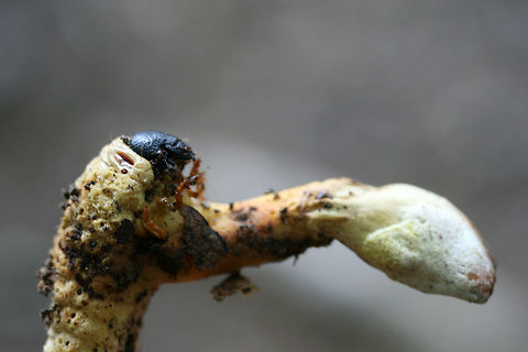 Ophiocordyceps sp. on a Beetle Larva Pushing up through leaf litter below large oaks, ashes, and hickory trees in a dense mixed hardwood/coniferous forest in NW Georgia (Gordon County), US. June 22, 2018.

Ophiocordyceps is a genus of ascomycetes that parasitize arthropods.:) This genus is best known for its ability to turn insects into "zombies." I'm not sure the exact mechanism that this species takes, but I know several within this genus manipulate insect behaviors to ensure optimal spore dispersal.

UPDATE: 
It has been brought to my attention that this is likely a different Ophiocordyceps species altogether! North American species have not been studied extensively, so my specimens need further study (possibly sequencing) to get any further! I am working on contacting some experts on the matter, and I will keep you all apprised.

https://www.jungledragon.com/image/62573/ophiocordyceps_sp._on_a_beetle_larva.html Geotagged,Summer,United States