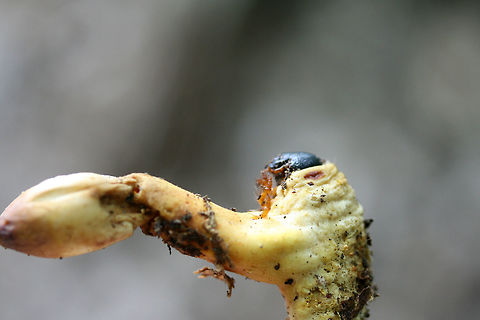 Ophiocordyceps sp. on a Beetle Larva Pushing up through leaf litter below large oaks, ashes, and hickory trees in a dense mixed hardwood/coniferous forest in NW Georgia (Gordon County), US. June 22, 2018.
Ophiocordyceps is a genus of ascomycetes that parasitize arthropods.:) This genus is best known for its ability to turn insects into "zombies." I'm not sure the exact mechanism that this species takes, but I know several within this genus manipulate insect behaviors to ensure optimal spore dispersal.
UPDATE: 
It has been brought to my attention that this is likely a different Ophiocordyceps species altogether! North American species have not been studied extensively, so my specimens need further study (possibly sequencing) to get any further! I am working on contacting some experts on the matter, and I will keep you all apprised.
https://www.jungledragon.com/image/62572/ophiocordyceps_sp._on_a_beetle_larva.html Geotagged,Summer,United States