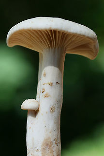 Lactarius marylandicus Growing under pines, oaks, and hickories at the edge of a dense mixed forest in NW Georgia (Gordon County), US.

Exudes white latex which stains the stipe and gills brownish pink. Distinguished by widely spaced gills.
https://www.jungledragon.com/image/62580/lactarius_marylandicus.html
https://www.jungledragon.com/image/62579/lactarius_marylandicus.html Geotagged,Lactarius marylandicus,Spring,United States
