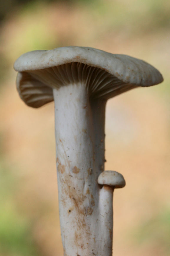 Lactarius marylandicus Growing under pines, oaks, and hickories at the edge of a dense mixed forest in NW Georgia (Gordon County), US.<br />
<br />
Exudes white latex which stains the stipe and gills brownish pink. Distinguished by widely spaced gills.<br />
<figure class="photo"><a href="https://www.jungledragon.com/image/62578/lactarius_marylandicus.html" title="Lactarius marylandicus"><img src="https://s3.amazonaws.com/media.jungledragon.com/images/3231/62578_thumb.jpg?AWSAccessKeyId=05GMT0V3GWVNE7GGM1R2&Expires=1759968010&Signature=C0KopTb4yhXZuJlWoQxW2I0u9Ho%3D" width="102" height="152" alt="Lactarius marylandicus Growing under pines, oaks, and hickories at the edge of a dense mixed forest in NW Georgia (Gordon County), US.<br />
<br />
Exudes white latex which stains the stipe and gills brownish pink. Distinguished by widely spaced gills.<br />
https://www.jungledragon.com/image/62580/lactarius_marylandicus.html<br />
https://www.jungledragon.com/image/62579/lactarius_marylandicus.html Geotagged,Lactarius marylandicus,Spring,United States" /></a></figure><br />
<figure class="photo"><a href="https://www.jungledragon.com/image/62580/lactarius_marylandicus.html" title="Lactarius marylandicus"><img src="https://s3.amazonaws.com/media.jungledragon.com/images/3231/62580_thumb.jpg?AWSAccessKeyId=05GMT0V3GWVNE7GGM1R2&Expires=1759968010&Signature=Kqqq%2BcZfR9cyquAYafmQ9ziodDM%3D" width="200" height="134" alt="Lactarius marylandicus Growing under pines, oaks, and hickories at the edge of a dense mixed forest in NW Georgia (Gordon County), US.<br />
<br />
Exudes white latex which stains the stipe and gills brownish pink. Distinguished by widely spaced gills.<br />
https://www.jungledragon.com/image/62579/lactarius_marylandicus.html<br />
https://www.jungledragon.com/image/62578/lactarius_marylandicus.html Geotagged,Lactarius marylandicus,Spring,United States" /></a></figure> Geotagged,Lactarius marylandicus,Spring,United States