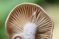 Lactarius marylandicus Growing under pines, oaks, and hickories at the edge of a dense mixed forest in NW Georgia (Gordon County), US.<br />
<br />
Exudes white latex which stains the stipe and gills brownish pink. Distinguished by widely spaced gills.<br />
https://www.jungledragon.com/image/62579/lactarius_marylandicus.html<br />
https://www.jungledragon.com/image/62578/lactarius_marylandicus.html Geotagged,Lactarius marylandicus,Spring,United States