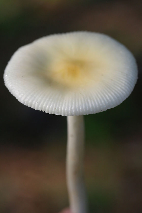 Ringless Panther (Amanita albocreata) Growing under mostly pines in a public park in NW Georgia (Floyd County), US.<br />
<figure class="photo"><a href="https://www.jungledragon.com/image/62633/ringless_panther_amanita_albocreata.html" title="Ringless Panther (Amanita albocreata)"><img src="https://s3.amazonaws.com/media.jungledragon.com/images/3231/62633_thumb.jpg?AWSAccessKeyId=05GMT0V3GWVNE7GGM1R2&Expires=1769040010&Signature=1gbZnosg2VJxJNL7ysa6Wg55BTg%3D" width="200" height="134" alt="Ringless Panther (Amanita albocreata) Growing under mostly pines in a public park in NW Georgia (Floyd County), US.<br />
https://www.jungledragon.com/image/62632/amanita_sect._amanita.html<br />
https://www.jungledragon.com/image/62634/amanita_sect._amanita.html Amanita albocreata,Geotagged,Spring,United States" /></a></figure><br />
<figure class="photo"><a href="https://www.jungledragon.com/image/62634/ringless_panther_amanita_albocreata.html" title="Ringless Panther (Amanita albocreata)"><img src="https://s3.amazonaws.com/media.jungledragon.com/images/3231/62634_thumb.jpg?AWSAccessKeyId=05GMT0V3GWVNE7GGM1R2&Expires=1769040010&Signature=K8eGb9K7ZQCiSyw1090HZg8Eomg%3D" width="200" height="134" alt="Ringless Panther (Amanita albocreata) Growing under mostly pines in a public park in NW Georgia (Floyd County), US.<br />
https://www.jungledragon.com/image/62632/amanita_sect._amanita.html<br />
https://www.jungledragon.com/image/62633/amanita_sect._amanita.html Amanita albocreata,Geotagged,Spring,United States" /></a></figure> Amanita albocreata,Geotagged,Spring,United States