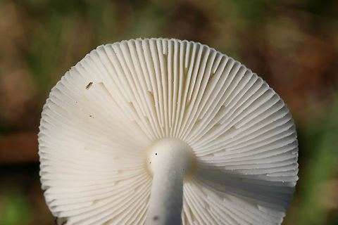 Ringless Panther (Amanita albocreata) Growing under mostly pines in a public park in NW Georgia (Floyd County), US.
https://www.jungledragon.com/image/62632/amanita_sect._amanita.html
https://www.jungledragon.com/image/62634/amanita_sect._amanita.html Amanita albocreata,Geotagged,Spring,United States