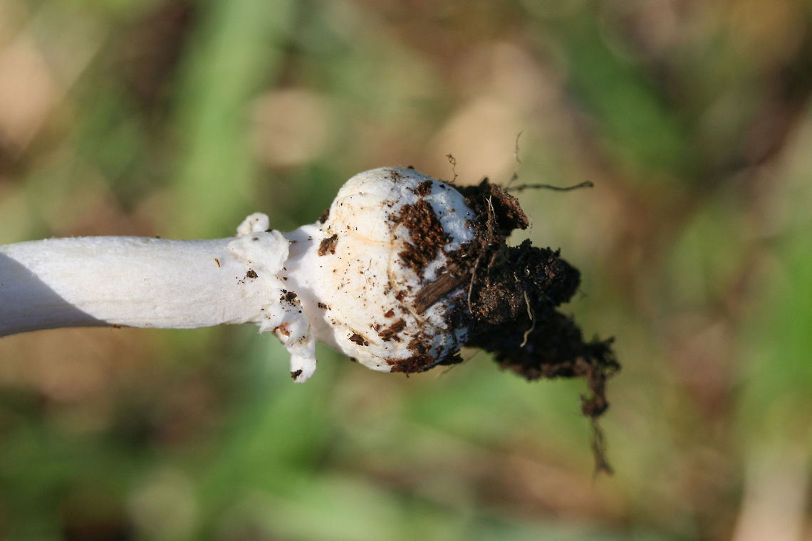 Ringless Panther (Amanita albocreata) Growing under mostly pines in a public park in NW Georgia (Floyd County), US.<br />
<figure class="photo"><a href="https://www.jungledragon.com/image/62632/ringless_panther_amanita_albocreata.html" title="Ringless Panther (Amanita albocreata)"><img src="https://s3.amazonaws.com/media.jungledragon.com/images/3231/62632_thumb.jpg?AWSAccessKeyId=05GMT0V3GWVNE7GGM1R2&Expires=1769040010&Signature=P5QEelJi26VGBX1eXYsc0PFMVmk%3D" width="102" height="152" alt="Ringless Panther (Amanita albocreata) Growing under mostly pines in a public park in NW Georgia (Floyd County), US.<br />
https://www.jungledragon.com/image/62633/amanita_sect._amanita.html<br />
https://www.jungledragon.com/image/62634/amanita_sect._amanita.html Amanita albocreata,Geotagged,Spring,United States" /></a></figure><br />
<figure class="photo"><a href="https://www.jungledragon.com/image/62633/ringless_panther_amanita_albocreata.html" title="Ringless Panther (Amanita albocreata)"><img src="https://s3.amazonaws.com/media.jungledragon.com/images/3231/62633_thumb.jpg?AWSAccessKeyId=05GMT0V3GWVNE7GGM1R2&Expires=1769040010&Signature=1gbZnosg2VJxJNL7ysa6Wg55BTg%3D" width="200" height="134" alt="Ringless Panther (Amanita albocreata) Growing under mostly pines in a public park in NW Georgia (Floyd County), US.<br />
https://www.jungledragon.com/image/62632/amanita_sect._amanita.html<br />
https://www.jungledragon.com/image/62634/amanita_sect._amanita.html Amanita albocreata,Geotagged,Spring,United States" /></a></figure> Amanita albocreata,Geotagged,Spring,United States