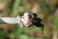 Ringless Panther (Amanita albocreata) Growing under mostly pines in a public park in NW Georgia (Floyd County), US.<br />
https://www.jungledragon.com/image/62632/amanita_sect._amanita.html<br />
https://www.jungledragon.com/image/62633/amanita_sect._amanita.html Amanita albocreata,Geotagged,Spring,United States