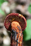 Frost's Bolete (Butyriboletus frostii) Growing gregariously along a stream in a mixed forested area in Floyd, County, GA.<br />
https://www.jungledragon.com/image/62636/frosts_bolete_butyriboletus_frostii.html<br />
https://www.jungledragon.com/image/62637/frosts_bolete_butyriboletus_frostii.html<br />
https://www.jungledragon.com/image/62638/frosts_bolete_butyriboletus_frostii.html Butyriboletus frostii,Frost's Bolete,Geotagged,Summer,United States