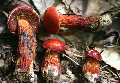 Frost's Bolete (Butyriboletus frostii) Growing gregariously along a stream in a mixed forested area in Floyd, County, GA.
https://www.jungledragon.com/image/62635/frosts_bolete_butyriboletus_frostii.html
https://www.jungledragon.com/image/62637/frosts_bolete_butyriboletus_frostii.html
https://www.jungledragon.com/image/62638/frosts_bolete_butyriboletus_frostii.html Butyriboletus frostii,Frost's Bolete,Geotagged,Summer,United States