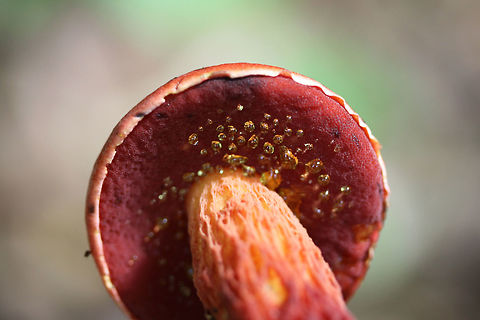 Frost's Bolete (Butyriboletus frostii) Growing gregariously along a stream in a mixed forested area in Floyd, County, GA.
https://www.jungledragon.com/image/62635/frosts_bolete_butyriboletus_frostii.html
https://www.jungledragon.com/image/62636/frosts_bolete_butyriboletus_frostii.html
https://www.jungledragon.com/image/62638/frosts_bolete_butyriboletus_frostii.html Butyriboletus frostii,Frost's Bolete,Geotagged,Summer,United States