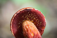 Frost's Bolete (Butyriboletus frostii) Growing gregariously along a stream in a mixed forested area in Floyd, County, GA.<br />
https://www.jungledragon.com/image/62635/frosts_bolete_butyriboletus_frostii.html<br />
https://www.jungledragon.com/image/62636/frosts_bolete_butyriboletus_frostii.html<br />
https://www.jungledragon.com/image/62638/frosts_bolete_butyriboletus_frostii.html Butyriboletus frostii,Frost's Bolete,Geotagged,Summer,United States