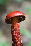 Frost's Bolete (Butyriboletus frostii) Growing gregariously along a stream in a mixed forested area in Floyd, County, GA.<br />
https://www.jungledragon.com/image/62635/frosts_bolete_butyriboletus_frostii.html<br />
https://www.jungledragon.com/image/62636/frosts_bolete_butyriboletus_frostii.html<br />
https://www.jungledragon.com/image/62637/frosts_bolete_butyriboletus_frostii.html Butyriboletus frostii,Frost's Bolete,Geotagged,Summer,United States