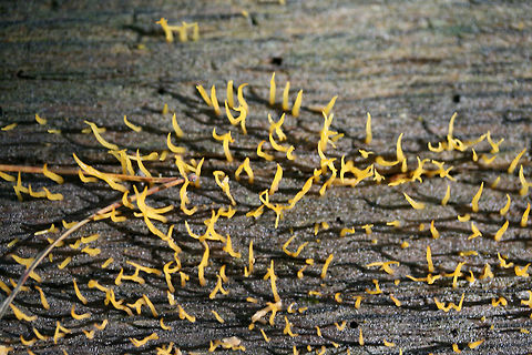 Club-like Tuning Fork (Calocera cornea) Growing on a highly rotted tree in a dense mixed hardwood/coniferous forest in NW Georgia (Gordon County), US.
https://www.jungledragon.com/image/62642/club-like_tuning_fork_calocera_cornea.html Calocera cornea,Geotagged,Summer,United States