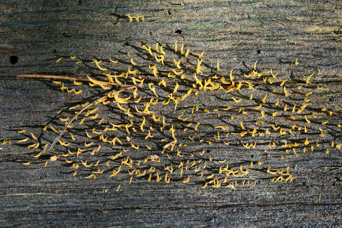 Club-like Tuning Fork (Calocera cornea) Growing on a highly rotted tree in a dense mixed hardwood/coniferous forest in NW Georgia (Gordon County), US.<br />
<figure class="photo"><a href="https://www.jungledragon.com/image/62641/club-like_tuning_fork_calocera_cornea.html" title="Club-like Tuning Fork (Calocera cornea)"><img src="https://s3.amazonaws.com/media.jungledragon.com/images/3231/62641_thumb.jpg?AWSAccessKeyId=05GMT0V3GWVNE7GGM1R2&Expires=1763596810&Signature=WGKwGtvPSrDPefVEawlbhHOm%2F9w%3D" width="200" height="134" alt="Club-like Tuning Fork (Calocera cornea) Growing on a highly rotted tree in a dense mixed hardwood/coniferous forest in NW Georgia (Gordon County), US.<br />
https://www.jungledragon.com/image/62642/club-like_tuning_fork_calocera_cornea.html Calocera cornea,Geotagged,Summer,United States" /></a></figure> Calocera cornea,Geotagged,Summer,United States