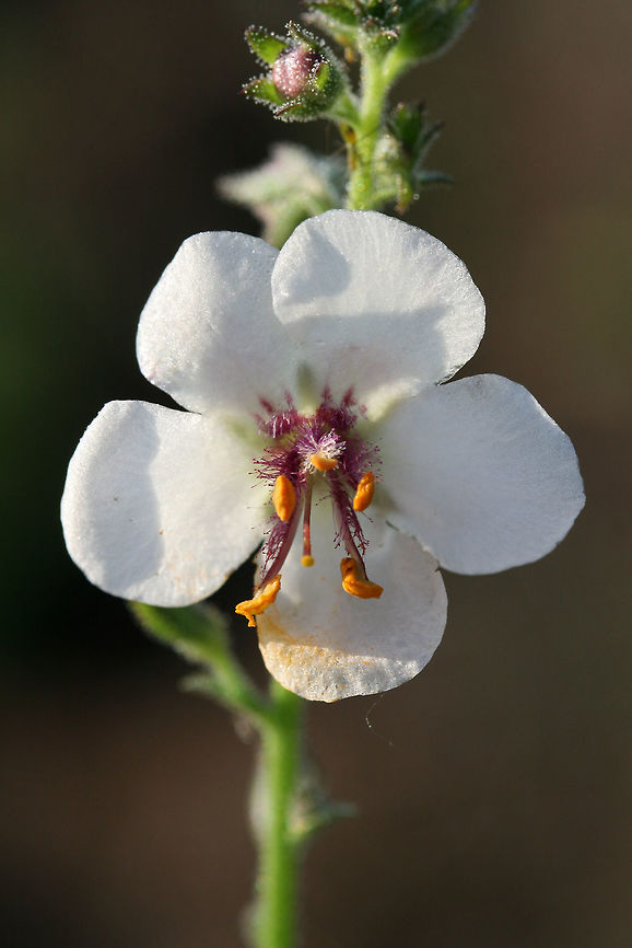 Moth Mullein (Verbascum blattaria) INVASIVE. Growing on a roadside near a gas station in NW Georgia (Gordon County), US.<br />
<figure class="photo"><a href="https://www.jungledragon.com/image/62682/moth_mullein_verbascum_blattaria.html" title="Moth Mullein (Verbascum blattaria)"><img src="https://s3.amazonaws.com/media.jungledragon.com/images/3231/62682_thumb.jpg?AWSAccessKeyId=05GMT0V3GWVNE7GGM1R2&Expires=1759968010&Signature=U2m%2BsRoQD5dUgIPGYRuPC7TLe6A%3D" width="102" height="152" alt="Moth Mullein (Verbascum blattaria) INVASIVE. Growing on a roadside near a gas station in NW Georgia (Gordon County), US.<br />
https://www.jungledragon.com/image/62681/moth_mullein_verbascum_blattaria.html<br />
https://www.jungledragon.com/image/62683/moth_mullein_verbascum_blattaria.html Geotagged,Moth mullein,Summer,United States,Verbascum blattaria" /></a></figure><br />
<figure class="photo"><a href="https://www.jungledragon.com/image/62683/moth_mullein_verbascum_blattaria.html" title="Moth Mullein (Verbascum blattaria)"><img src="https://s3.amazonaws.com/media.jungledragon.com/images/3231/62683_thumb.jpg?AWSAccessKeyId=05GMT0V3GWVNE7GGM1R2&Expires=1759968010&Signature=Gofe4hxj85qax05Qgj5s1rrWInc%3D" width="102" height="152" alt="Moth Mullein (Verbascum blattaria) INVASIVE. Growing on a roadside near a gas station in NW Georgia (Gordon County), US.<br />
https://www.jungledragon.com/image/62682/moth_mullein_verbascum_blattaria.html<br />
https://www.jungledragon.com/image/62681/moth_mullein_verbascum_blattaria.html Geotagged,Moth mullein,Summer,United States,Verbascum blattaria" /></a></figure> Geotagged,Moth mullein,Summer,United States,Verbascum blattaria