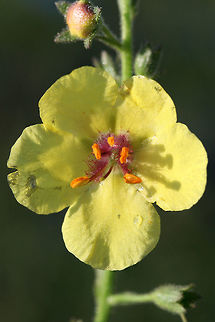 Moth Mullein (Verbascum blattaria) INVASIVE. Growing on a roadside near a gas station in NW Georgia (Gordon County), US.
https://www.jungledragon.com/image/62681/moth_mullein_verbascum_blattaria.html
https://www.jungledragon.com/image/62683/moth_mullein_verbascum_blattaria.html Geotagged,Moth mullein,Summer,United States,Verbascum blattaria