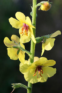 Moth Mullein (Verbascum blattaria) INVASIVE. Growing on a roadside near a gas station in NW Georgia (Gordon County), US.
https://www.jungledragon.com/image/62682/moth_mullein_verbascum_blattaria.html
https://www.jungledragon.com/image/62681/moth_mullein_verbascum_blattaria.html Geotagged,Moth mullein,Summer,United States,Verbascum blattaria