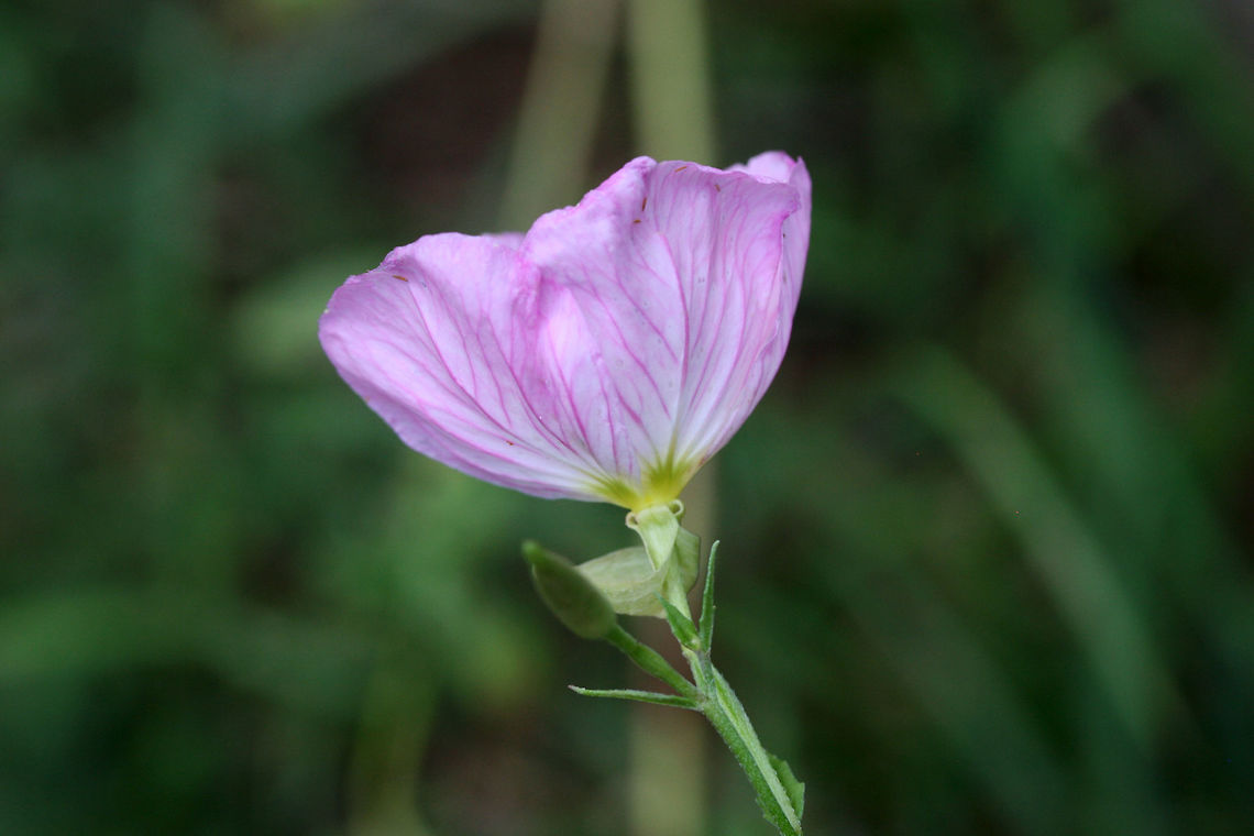 Pink Evening Primrose (Oenothera speciosa)- NATIVE. Growing at the edge of an organic farm in NE Alabama (Etowah County), US.<br />
<figure class="photo"><a href="https://www.jungledragon.com/image/62688/pink_evening_primrose_oenothera_speciosa-.html" title="Pink Evening Primrose (Oenothera speciosa)-"><img src="https://s3.amazonaws.com/media.jungledragon.com/images/3231/62688_thumb.jpg?AWSAccessKeyId=05GMT0V3GWVNE7GGM1R2&Expires=1770854410&Signature=eF7B%2B6vJ3K8x9654Ax7xfdbn2To%3D" width="200" height="134" alt="Pink Evening Primrose (Oenothera speciosa)- NATIVE. Growing at the edge of an organic farm in NE Alabama (Etowah County), US.<br />
https://www.jungledragon.com/image/62686/pink_evening_primrose_oenothera_speciosa-.html<br />
https://www.jungledragon.com/image/62689/pink_evening_primrose_oenothera_speciosa-.html Geotagged,Oenothera speciosa,Pink evening primrose,Summer,United States" /></a></figure><br />
<figure class="photo"><a href="https://www.jungledragon.com/image/62689/pink_evening_primrose_oenothera_speciosa-.html" title="Pink Evening Primrose (Oenothera speciosa)-"><img src="https://s3.amazonaws.com/media.jungledragon.com/images/3231/62689_thumb.jpg?AWSAccessKeyId=05GMT0V3GWVNE7GGM1R2&Expires=1770854410&Signature=6nh0EH5rmsNl5SfdzYopv7MOEMc%3D" width="200" height="134" alt="Pink Evening Primrose (Oenothera speciosa)- NATIVE. Growing at the edge of an organic farm in NE Alabama (Etowah County), US.<br />
https://www.jungledragon.com/image/62686/pink_evening_primrose_oenothera_speciosa-.html<br />
https://www.jungledragon.com/image/62688/pink_evening_primrose_oenothera_speciosa-.html Geotagged,Oenothera speciosa,Pink evening primrose,Summer,United States" /></a></figure> Geotagged,Oenothera speciosa,Pink evening primrose,Summer,United States