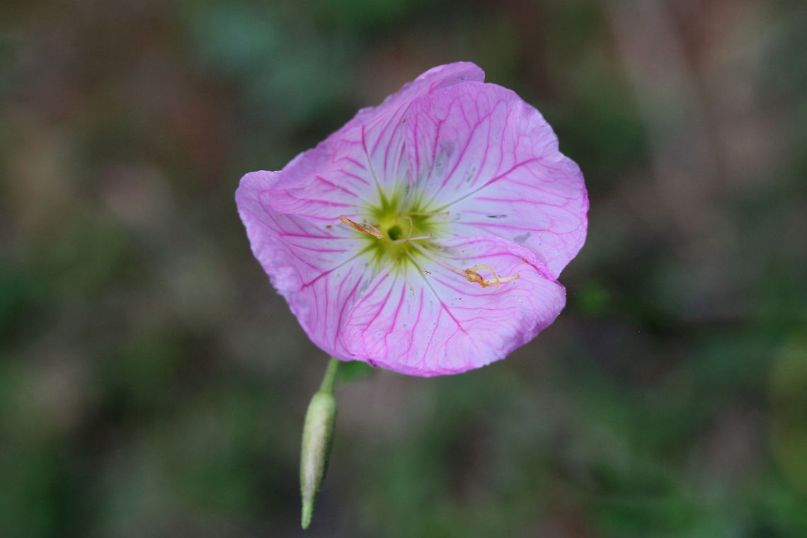 Pink Evening Primrose (Oenothera speciosa)- NATIVE. Growing at the edge of an organic farm in NE Alabama (Etowah County), US.<br />
<figure class="photo"><a href="https://www.jungledragon.com/image/62686/pink_evening_primrose_oenothera_speciosa-.html" title="Pink Evening Primrose (Oenothera speciosa)-"><img src="https://s3.amazonaws.com/media.jungledragon.com/images/3231/62686_thumb.jpg?AWSAccessKeyId=05GMT0V3GWVNE7GGM1R2&Expires=1770854410&Signature=xUwTbELolY6RR1L%2BH5ciSibfr3c%3D" width="200" height="134" alt="Pink Evening Primrose (Oenothera speciosa)- NATIVE. Growing at the edge of an organic farm in NE Alabama (Etowah County), US.<br />
https://www.jungledragon.com/image/62688/pink_evening_primrose_oenothera_speciosa-.html<br />
https://www.jungledragon.com/image/62689/pink_evening_primrose_oenothera_speciosa-.html Geotagged,Oenothera speciosa,Pink evening primrose,Summer,United States" /></a></figure><br />
<figure class="photo"><a href="https://www.jungledragon.com/image/62689/pink_evening_primrose_oenothera_speciosa-.html" title="Pink Evening Primrose (Oenothera speciosa)-"><img src="https://s3.amazonaws.com/media.jungledragon.com/images/3231/62689_thumb.jpg?AWSAccessKeyId=05GMT0V3GWVNE7GGM1R2&Expires=1770854410&Signature=6nh0EH5rmsNl5SfdzYopv7MOEMc%3D" width="200" height="134" alt="Pink Evening Primrose (Oenothera speciosa)- NATIVE. Growing at the edge of an organic farm in NE Alabama (Etowah County), US.<br />
https://www.jungledragon.com/image/62686/pink_evening_primrose_oenothera_speciosa-.html<br />
https://www.jungledragon.com/image/62688/pink_evening_primrose_oenothera_speciosa-.html Geotagged,Oenothera speciosa,Pink evening primrose,Summer,United States" /></a></figure> Geotagged,Oenothera speciosa,Pink evening primrose,Summer,United States