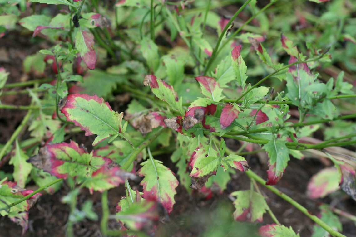 Pink Evening Primrose (Oenothera speciosa)- NATIVE. Growing at the edge of an organic farm in NE Alabama (Etowah County), US.<br />
<figure class="photo"><a href="https://www.jungledragon.com/image/62686/pink_evening_primrose_oenothera_speciosa-.html" title="Pink Evening Primrose (Oenothera speciosa)-"><img src="https://s3.amazonaws.com/media.jungledragon.com/images/3231/62686_thumb.jpg?AWSAccessKeyId=05GMT0V3GWVNE7GGM1R2&Expires=1770854410&Signature=xUwTbELolY6RR1L%2BH5ciSibfr3c%3D" width="200" height="134" alt="Pink Evening Primrose (Oenothera speciosa)- NATIVE. Growing at the edge of an organic farm in NE Alabama (Etowah County), US.<br />
https://www.jungledragon.com/image/62688/pink_evening_primrose_oenothera_speciosa-.html<br />
https://www.jungledragon.com/image/62689/pink_evening_primrose_oenothera_speciosa-.html Geotagged,Oenothera speciosa,Pink evening primrose,Summer,United States" /></a></figure><br />
<figure class="photo"><a href="https://www.jungledragon.com/image/62688/pink_evening_primrose_oenothera_speciosa-.html" title="Pink Evening Primrose (Oenothera speciosa)-"><img src="https://s3.amazonaws.com/media.jungledragon.com/images/3231/62688_thumb.jpg?AWSAccessKeyId=05GMT0V3GWVNE7GGM1R2&Expires=1770854410&Signature=eF7B%2B6vJ3K8x9654Ax7xfdbn2To%3D" width="200" height="134" alt="Pink Evening Primrose (Oenothera speciosa)- NATIVE. Growing at the edge of an organic farm in NE Alabama (Etowah County), US.<br />
https://www.jungledragon.com/image/62686/pink_evening_primrose_oenothera_speciosa-.html<br />
https://www.jungledragon.com/image/62689/pink_evening_primrose_oenothera_speciosa-.html Geotagged,Oenothera speciosa,Pink evening primrose,Summer,United States" /></a></figure> Geotagged,Oenothera speciosa,Pink evening primrose,Summer,United States