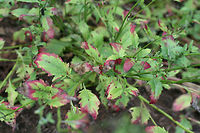Pink Evening Primrose (Oenothera speciosa)- NATIVE. Growing at the edge of an organic farm in NE Alabama (Etowah County), US.<br />
https://www.jungledragon.com/image/62686/pink_evening_primrose_oenothera_speciosa-.html<br />
https://www.jungledragon.com/image/62688/pink_evening_primrose_oenothera_speciosa-.html Geotagged,Oenothera speciosa,Pink evening primrose,Summer,United States