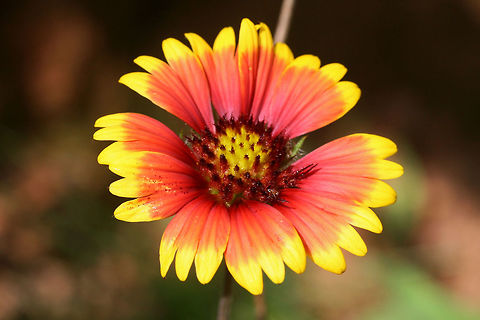 Indian blanketflower (Gaillardia pulchella) Growing at the edge of an organic farm in NE Alabama (Etowah County).
https://www.jungledragon.com/image/62705/indian_blanketflower_gaillardia_pulchella.html
https://www.jungledragon.com/image/62706/indian_blanketflower_gaillardia_pulchella.html Gaillardia pulchella,Geotagged,Indian blanketflower,Summer,United States
