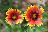 Indian blanketflower (Gaillardia pulchella) Growing at the edge of an organic farm in NE Alabama (Etowah County).<br />
https://www.jungledragon.com/image/62704/indian_blanketflower_gaillardia_pulchella.html<br />
https://www.jungledragon.com/image/62706/indian_blanketflower_gaillardia_pulchella.html Gaillardia pulchella,Geotagged,Indian blanketflower,Summer,United States