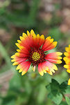 Indian blanketflower (Gaillardia pulchella) Growing at the edge of an organic farm in NE Alabama (Etowah County).<br />
https://www.jungledragon.com/image/62705/indian_blanketflower_gaillardia_pulchella.html<br />
https://www.jungledragon.com/image/62704/indian_blanketflower_gaillardia_pulchella.html Gaillardia pulchella,Geotagged,Indian blanketflower,Summer,United States
