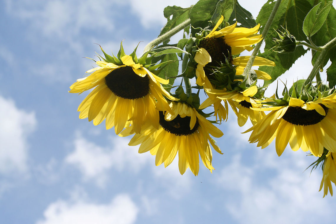 Common Sunflower (Helianthus annuus) Growing on an organic farm in NE Alabama (Etowah County).<br />
<figure class="photo"><a href="https://www.jungledragon.com/image/62708/common_sunflower_helianthus_annuus.html" title="Common Sunflower (Helianthus annuus)"><img src="https://s3.amazonaws.com/media.jungledragon.com/images/3231/62708_thumb.jpg?AWSAccessKeyId=05GMT0V3GWVNE7GGM1R2&Expires=1763596810&Signature=bDrrto3m8VUAQE3AUbjp6NN3Jeo%3D" width="200" height="134" alt="Common Sunflower (Helianthus annuus) Growing on an organic farm in NE Alabama (Etowah County).<br />
https://www.jungledragon.com/image/62707/common_sunflower_helianthus_annuus.html Common sunflower,Geotagged,Helianthus annuus,Summer,United States" /></a></figure> Common sunflower,Geotagged,Helianthus annuus,Summer,United States