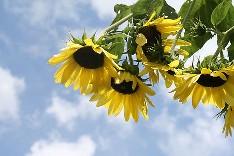 Common Sunflower (Helianthus annuus) Growing on an organic farm in NE Alabama (Etowah County).
https://www.jungledragon.com/image/62708/common_sunflower_helianthus_annuus.html Common sunflower,Geotagged,Helianthus annuus,Summer,United States